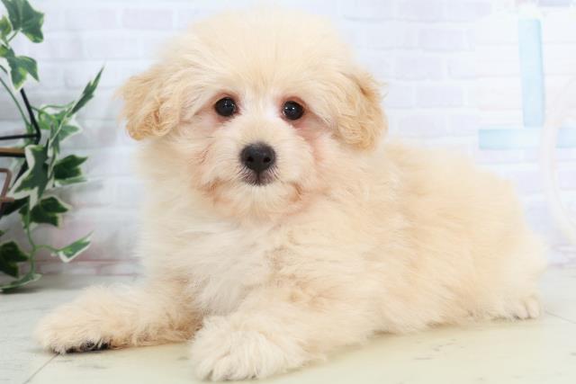 広島県のポメプー(ポメラニアン×プードル) (Coo&RIKU東広島店/2025年10月2日生まれ/男の子/ペールフォーン)の子犬の3枚目の画像