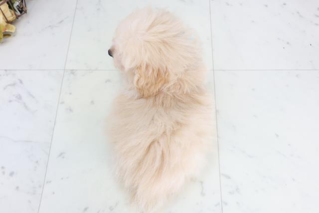 広島県のポメプー(ポメラニアン×プードル) (Coo&RIKU東広島店/2025年10月2日生まれ/男の子/ペールフォーン)の子犬の4枚目の画像