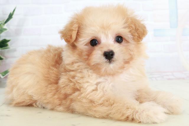 広島県のポメプー(ポメラニアン×プードル) (Coo&RIKU福山店/2025年10月2日生まれ/女の子/ペールフォーン)の子犬の2枚目の画像