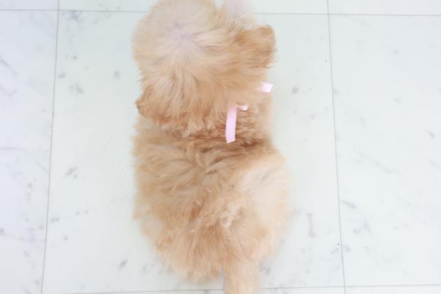 広島県のポメプー(ポメラニアン×プードル) (Coo&RIKU福山店/2025年10月2日生まれ/女の子/ペールフォーン)の子犬の4枚目の画像