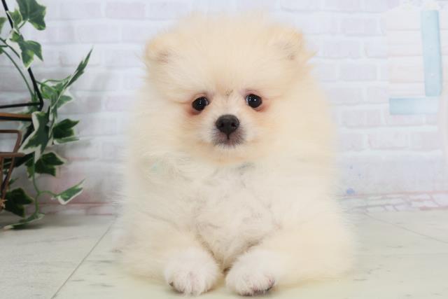 島根県のポメラニアン (Coo&RIKU出雲店/2025年10月2日生まれ/男の子/クリーム)の子犬の1枚目の画像