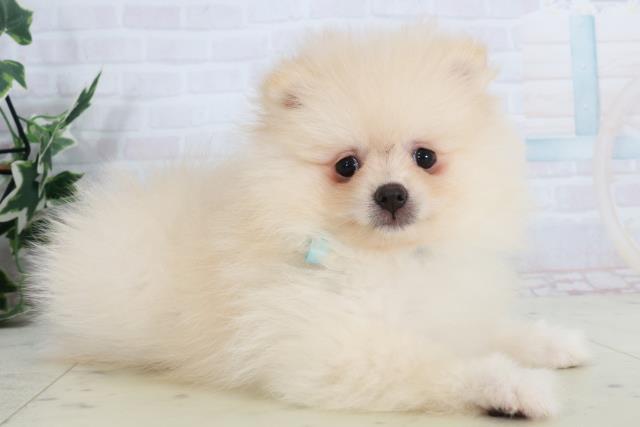 島根県のポメラニアン (Coo&RIKU出雲店/2025年10月2日生まれ/男の子/クリーム)の子犬の2枚目の画像