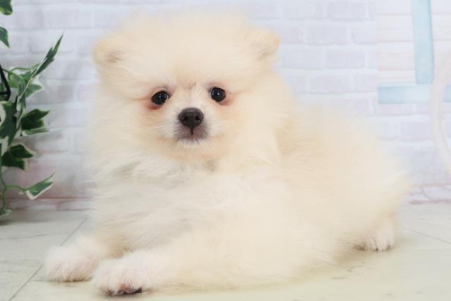 島根県のポメラニアン (Coo&RIKU出雲店/2025年10月2日生まれ/男の子/クリーム)の子犬の3枚目の画像