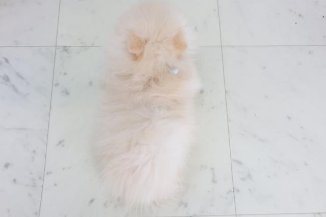 島根県のポメラニアン (Coo&RIKU出雲店/2025年10月2日生まれ/男の子/クリーム)の子犬の4枚目の画像