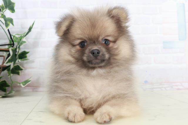 広島県のポメラニアン (Coo&RIKU広島北店/2025年10月2日生まれ/男の子/ウルフセーブル)の子犬の1枚目の画像