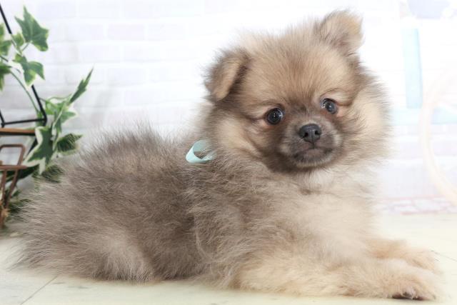 広島県のポメラニアン (Coo&RIKU広島北店/2025年10月2日生まれ/男の子/ウルフセーブル)の子犬の2枚目の画像