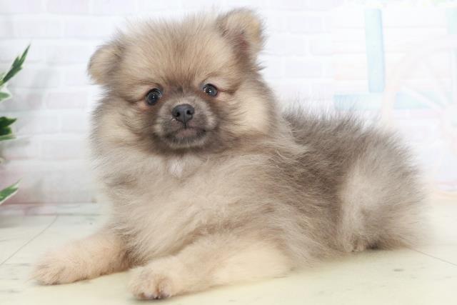 広島県のポメラニアン (Coo&RIKU広島北店/2025年10月2日生まれ/男の子/ウルフセーブル)の子犬の3枚目の画像