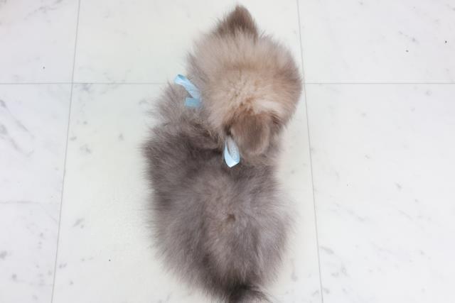 広島県のポメラニアン (Coo&RIKU広島北店/2025年10月2日生まれ/男の子/ウルフセーブル)の子犬の4枚目の画像