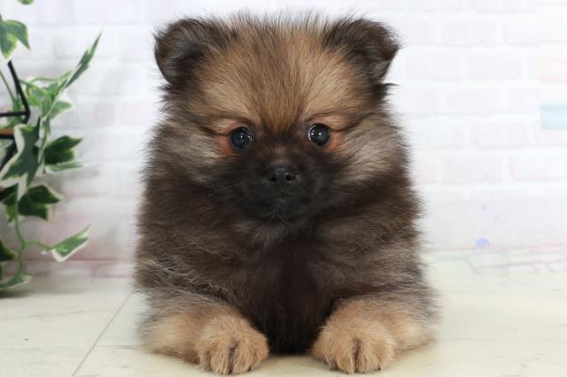 山口県のポメラニアン (Coo&RIKUサンパークあじす店/2025年10月2日生まれ/男の子/ウルフセーブル)の子犬の1枚目の画像