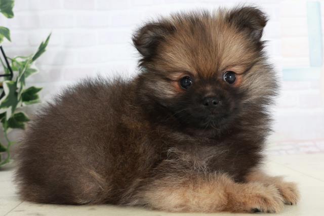 山口県のポメラニアン (Coo&RIKUサンパークあじす店/2025年10月2日生まれ/男の子/ウルフセーブル)の子犬の2枚目の画像