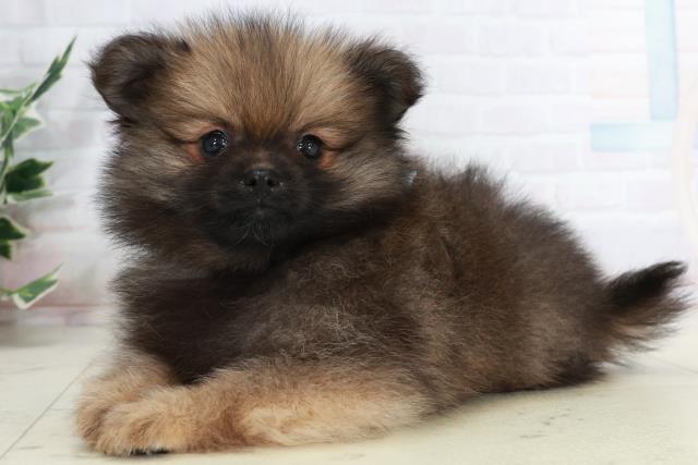 山口県のポメラニアン (Coo&RIKUサンパークあじす店/2025年10月2日生まれ/男の子/ウルフセーブル)の子犬の3枚目の画像