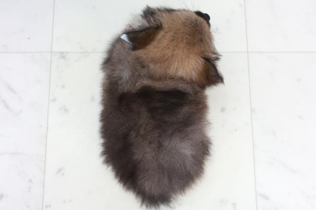 山口県のポメラニアン (Coo&RIKUサンパークあじす店/2025年10月2日生まれ/男の子/ウルフセーブル)の子犬の4枚目の画像