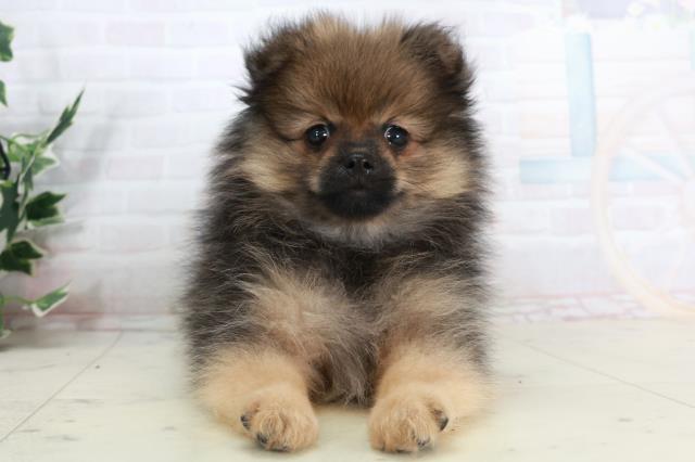 高知県のポメラニアン (Coo&RIKUのいち店/2025年10月2日生まれ/女の子/ウルフセーブル)の子犬の1枚目の画像