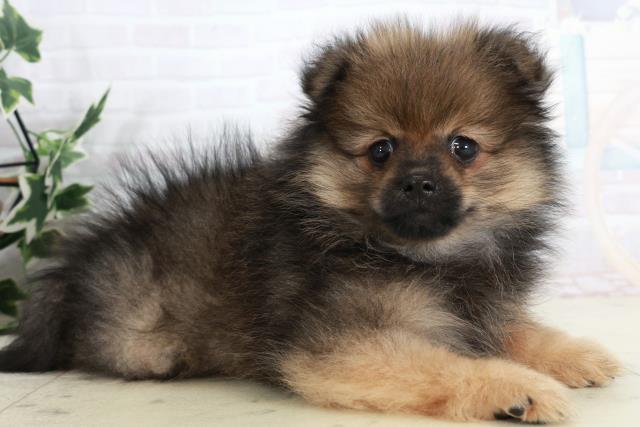 高知県のポメラニアン (Coo&RIKUのいち店/2025年10月2日生まれ/女の子/ウルフセーブル)の子犬の2枚目の画像