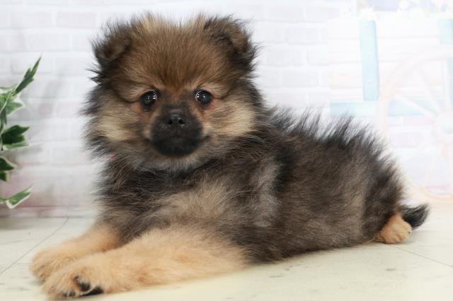 高知県のポメラニアン (Coo&RIKUのいち店/2025年10月2日生まれ/女の子/ウルフセーブル)の子犬の3枚目の画像