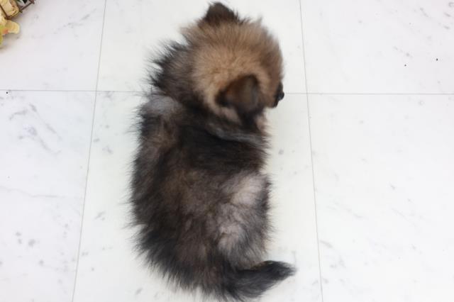 高知県のポメラニアン (Coo&RIKUのいち店/2025年10月2日生まれ/女の子/ウルフセーブル)の子犬の4枚目の画像