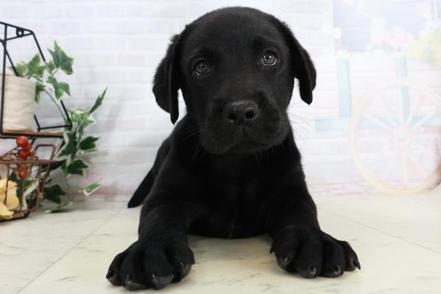 徳島県のラブラドールレトリーバー (Coo&RIKU徳島店/2025年10月3日生まれ/男の子/ブラック)の子犬