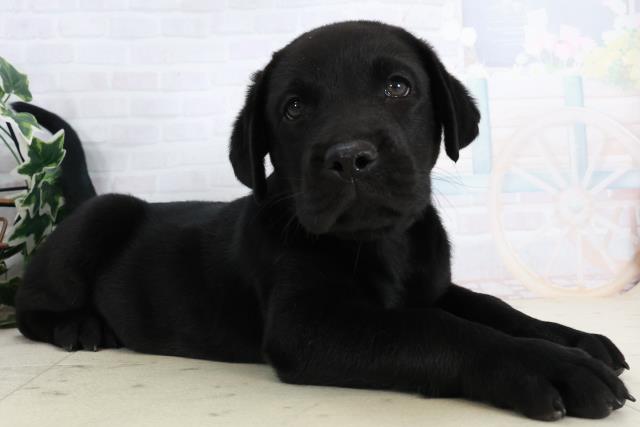 徳島県のラブラドールレトリーバー (Coo&RIKU徳島店/2025年10月3日生まれ/男の子/ブラック)の子犬の2枚目の画像