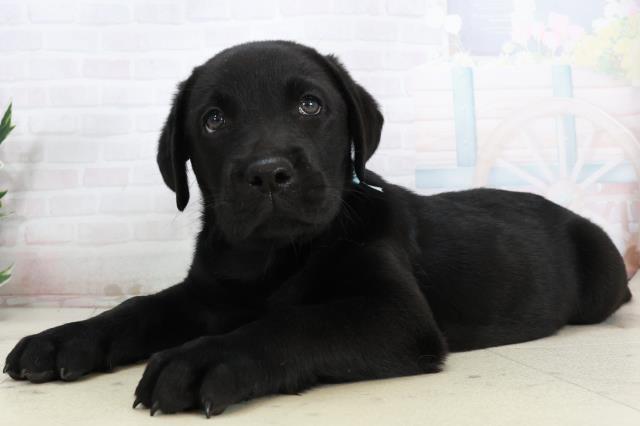 徳島県のラブラドールレトリーバー (Coo&RIKU徳島店/2025年10月3日生まれ/男の子/ブラック)の子犬の3枚目の画像
