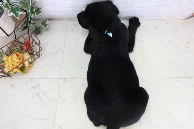 徳島県のラブラドールレトリーバー (Coo&RIKU徳島店/2025年10月3日生まれ/男の子/ブラック)の子犬の4枚目の画像