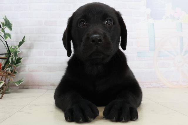 ラブラドール・レトリバー