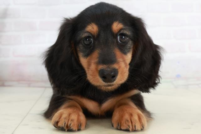 ミニチュア・ダックスフンド