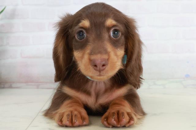 広島県のミニチュアダックスフンド(ロング) (Coo&RIKU福山店/2025年10月3日生まれ/男の子/チョコレートタン)の子犬