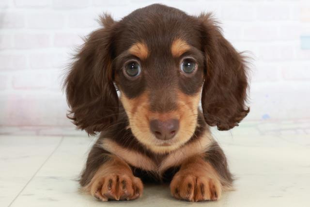 鳥取県のミニチュアダックスフンド(ロング) (Coo&RIKUラ・ムー鳥取東店/2025年10月3日生まれ/女の子/チョコレートタン)の子犬