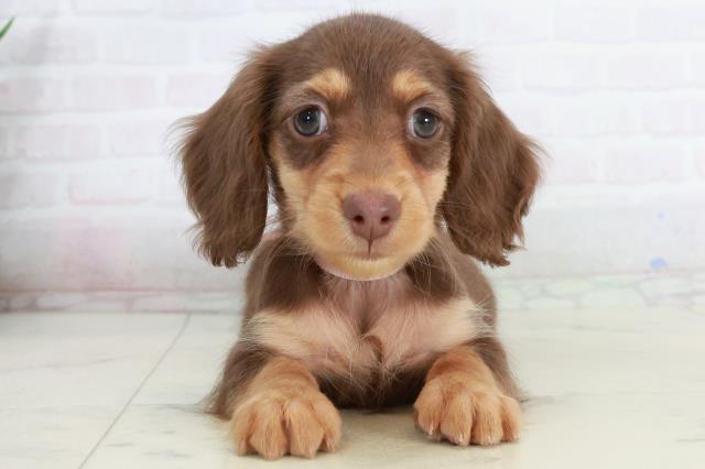 広島県のミニチュアダックスフンド(ロング) (Coo&RIKU広島中央店/2025年10月3日生まれ/女の子/チョコレートタン)の子犬