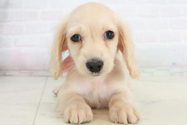 香川県のミニチュアダックスフンド(ロング) (Coo&RIKU高松上福岡店/2025年10月3日生まれ/女の子/イエロー)の子犬