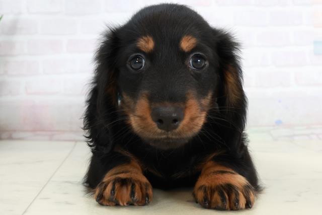 山口県のミニチュアダックスフンド(ロング) (Coo&RIKUシーモール下関店/2025年10月4日生まれ/男の子/ブラックタン)の子犬