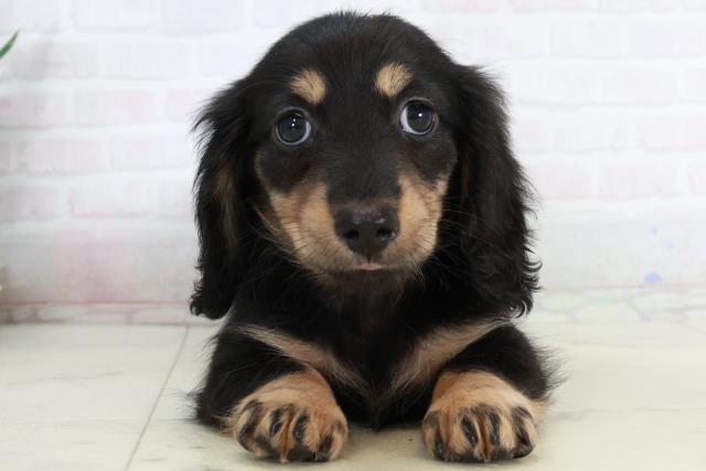 ミニチュア・ダックスフンド