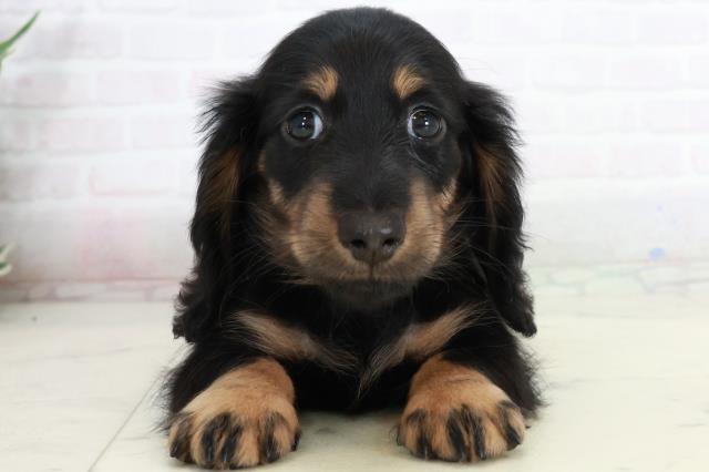 島根県のミニチュアダックスフンド(ロング) (Coo&RIKU出雲店/2025年10月4日生まれ/女の子/ブラックタン)の子犬