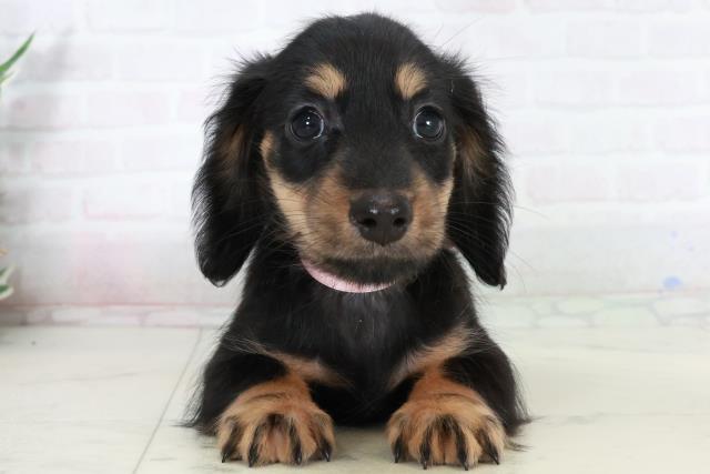 福岡県のミニチュアダックスフンド(ロング) (Coo&RIKUゆめタウン飯塚店/2025年10月4日生まれ/女の子/ブラックタン)の子犬の1枚目の画像