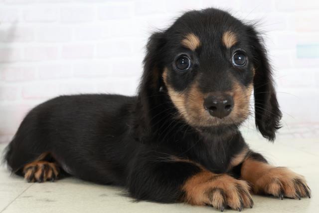 福岡県のミニチュアダックスフンド(ロング) (Coo&RIKUゆめタウン飯塚店/2025年10月4日生まれ/女の子/ブラックタン)の子犬の2枚目の画像