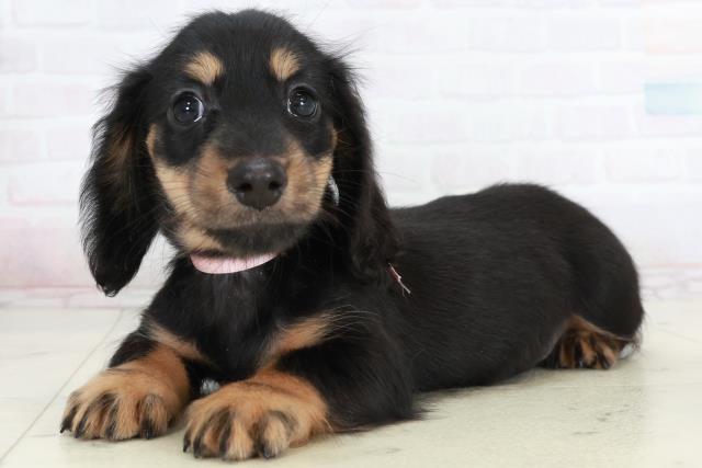 福岡県のミニチュアダックスフンド(ロング) (Coo&RIKUゆめタウン飯塚店/2025年10月4日生まれ/女の子/ブラックタン)の子犬の3枚目の画像