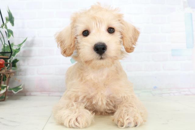 香川県のシュナプー(シュナウザー×プードル) (Coo&RIKU高松上福岡店/2025年10月4日生まれ/男の子/ペールフォーン)の子犬