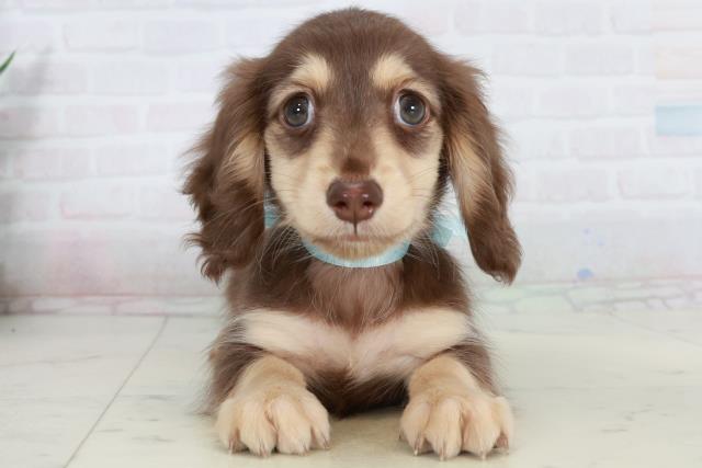 岡山県のカニンヘンダックスフンド(ロング) (Coo&RIKU岡山店/2025年10月4日生まれ/男の子/チョコレートタン)の子犬