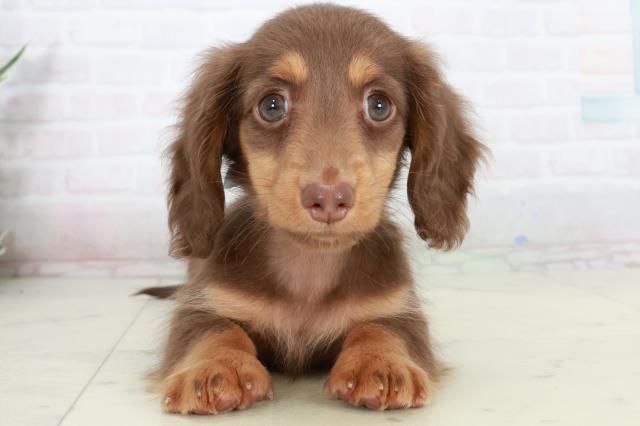 山口県のカニンヘンダックスフンド(ロング) (Coo&RIKUサンパークあじす店/2025年10月4日生まれ/男の子/チョコレートタン)の子犬