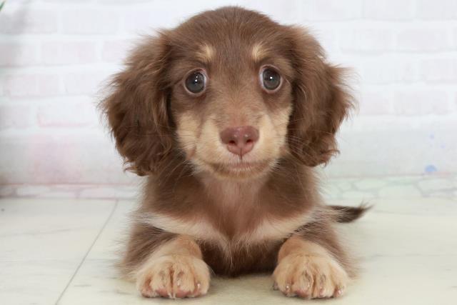 徳島県のカニンヘンダックスフンド(ロング) (Coo&RIKU徳島店/2025年10月4日生まれ/男の子/チョコレートタン)の子犬