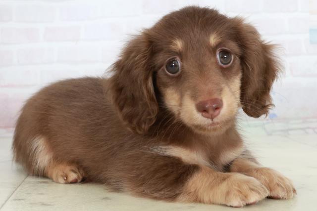 徳島県のカニンヘンダックスフンド(ロング) (Coo&RIKU徳島店/2025年10月4日生まれ/男の子/チョコレートタン)の子犬の2枚目の画像