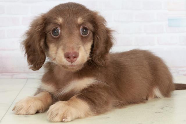 徳島県のカニンヘンダックスフンド(ロング) (Coo&RIKU徳島店/2025年10月4日生まれ/男の子/チョコレートタン)の子犬の3枚目の画像