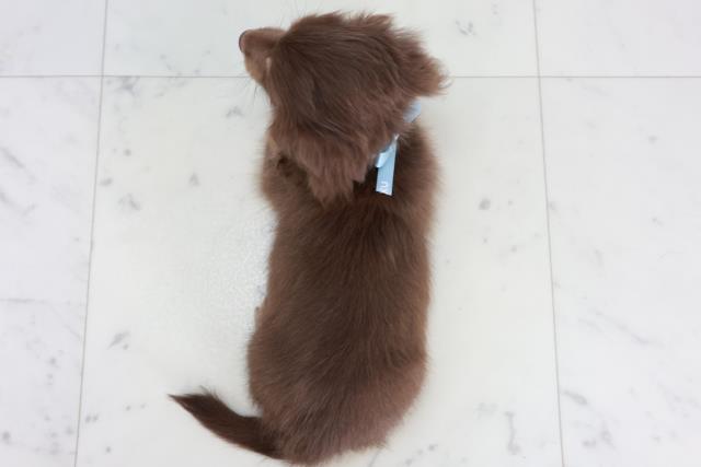 徳島県のカニンヘンダックスフンド(ロング) (Coo&RIKU徳島店/2025年10月4日生まれ/男の子/チョコレートタン)の子犬の4枚目の画像