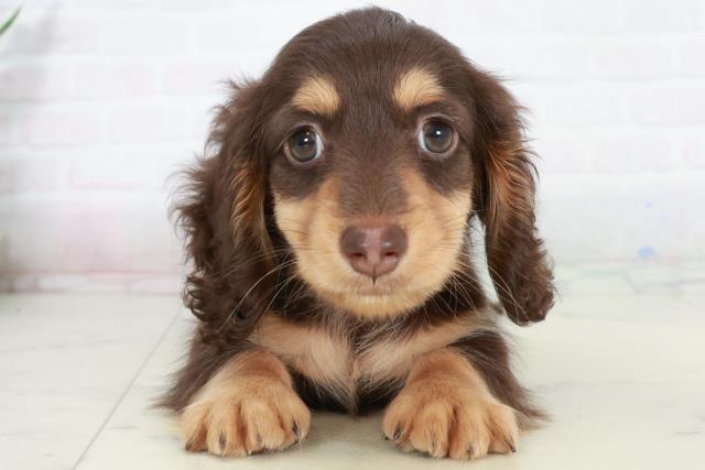 福岡県のカニンヘンダックスフンド(ロング) (Coo&RIKU行橋店/2025年10月4日生まれ/男の子/チョコレートタン)の子犬