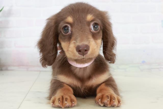 福岡県のカニンヘンダックスフンド(ロング) (Coo&RIKU福岡古賀店/2025年10月4日生まれ/女の子/チョコレートタン)の子犬