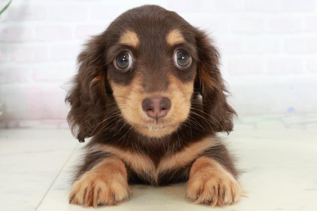 熊本県のカニンヘンダックスフンド(ロング) (Coo&RIKU宇土シティモール店/2025年10月4日生まれ/女の子/チョコレートタン)の子犬
