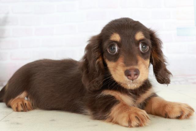 熊本県のカニンヘンダックスフンド(ロング) (Coo&RIKU宇土シティモール店/2025年10月4日生まれ/女の子/チョコレートタン)の子犬の2枚目の画像