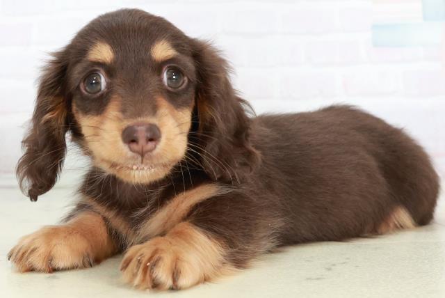 熊本県のカニンヘンダックスフンド(ロング) (Coo&RIKU宇土シティモール店/2025年10月4日生まれ/女の子/チョコレートタン)の子犬の3枚目の画像