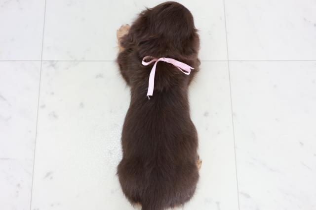 熊本県のカニンヘンダックスフンド(ロング) (Coo&RIKU宇土シティモール店/2025年10月4日生まれ/女の子/チョコレートタン)の子犬の4枚目の画像