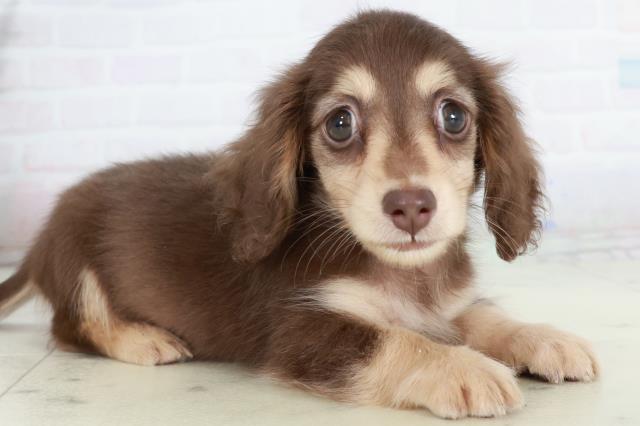 高知県のカニンヘンダックスフンド(ロング) (Coo&RIKU高知御座店/2025年10月4日生まれ/女の子/チョコレートタン)の子犬の2枚目の画像